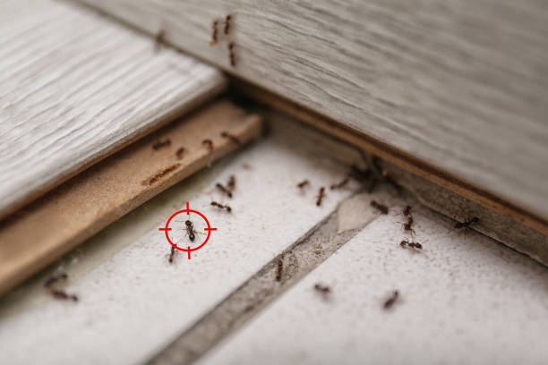 Professional Pest Control in Crow Agency, MT