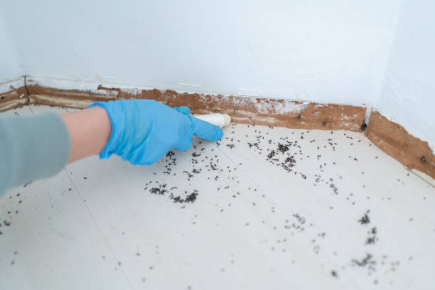 Best Termite Control Services  in Crow Agency, MT